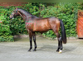 Hannoveraan, Hengst, 2 Jaar, 168 cm, Bruin