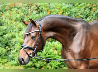 Hannoveraan, Hengst, 2 Jaar, 168 cm, Bruin