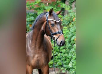 Hannoveraan, Hengst, 2 Jaar, 168 cm, Bruin