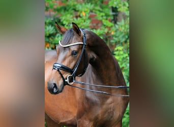 Hannoveraan, Hengst, 2 Jaar, 168 cm, Bruin