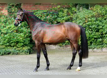 Hannoveraan, Hengst, 2 Jaar, 168 cm, Bruin