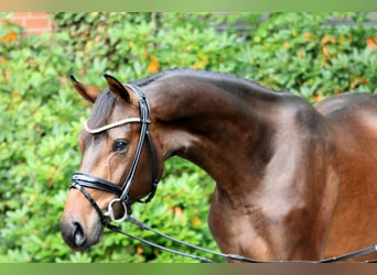 Hannoveraan, Hengst, 2 Jaar, 168 cm, Bruin