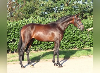 Hannoveraan, Hengst, 2 Jaar, 168 cm, Bruin