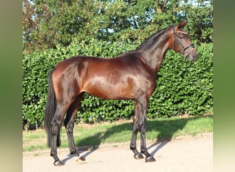 Hannoveraan, Hengst, 2 Jaar, 168 cm, Bruin