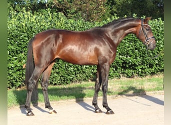 Hannoveraan, Hengst, 2 Jaar, 168 cm, Bruin