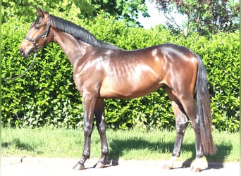 Hannoveraan, Hengst, 2 Jaar, 168 cm, Bruin
