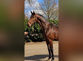 Hannoveraan, Hengst, 2 Jaar, 168 cm, Bruin