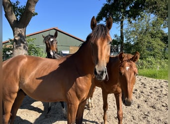 Hannoveraan, Hengst, 2 Jaar, 168 cm, Bruin