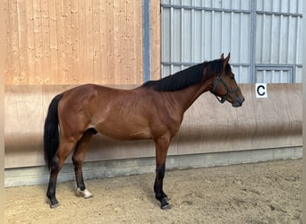 Hannoveraan, Hengst, 2 Jaar, 168 cm, Bruin