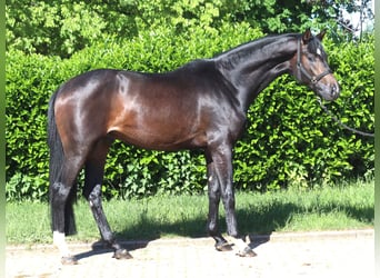 Hannoveraan, Hengst, 2 Jaar, 168 cm, Donkerbruin