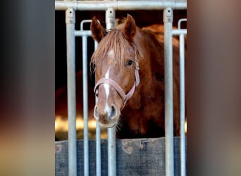 Hannoveraan, Hengst, 2 Jaar, 168 cm, Donkere-vos