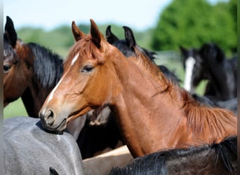 Hannoveraan, Hengst, 2 Jaar, 168 cm, Donkere-vos