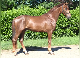 Hannoveraan, Hengst, 2 Jaar, 168 cm, Donkere-vos