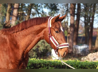 Hannoveraan, Hengst, 2 Jaar, 168 cm, Vos