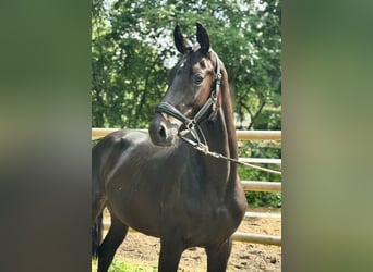 Hannoveraan, Hengst, 2 Jaar, 168 cm, Zwart