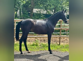 Hannoveraan, Hengst, 2 Jaar, 168 cm, Zwart