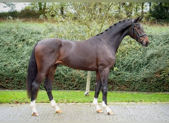 Hannoveraan, Hengst, 2 Jaar, 169 cm, Bruin