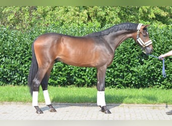 Hannoveraan, Hengst, 2 Jaar, 170 cm, Brauner