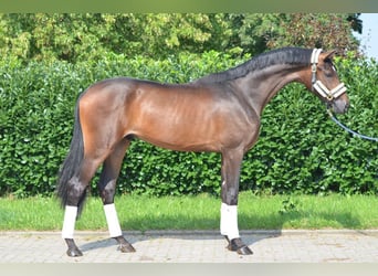 Hannoveraan, Hengst, 2 Jaar, 170 cm, Brauner