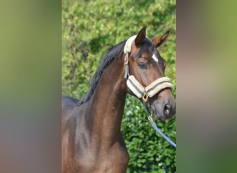 Hannoveraan, Hengst, 2 Jaar, 170 cm, Brauner