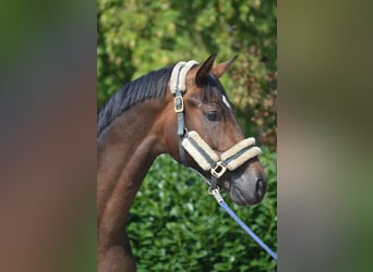 Hannoveraan, Hengst, 2 Jaar, 170 cm, Brauner