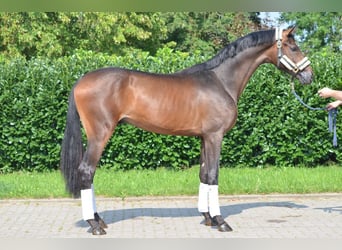 Hannoveraan, Hengst, 2 Jaar, 170 cm, Brauner