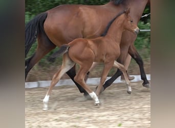 Hannoveraan, Hengst, 2 Jaar, 170 cm, Bruin