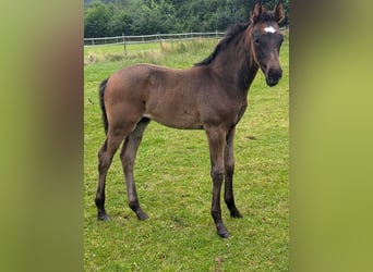 Hannoveraan, Hengst, 2 Jaar, 170 cm, Donkerbruin