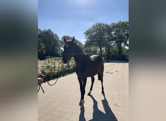 Hannoveraan, Hengst, 2 Jaar, 170 cm, Donkerbruin