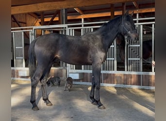 Hannoveraan, Hengst, 2 Jaar, 170 cm, Donkerbruin