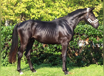 Hannoveraan, Hengst, 2 Jaar, 170 cm