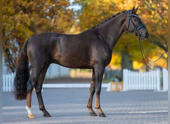 Hannoveraan, Hengst, 2 Jaar, 170 cm, Vos