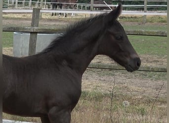 Hannoveraan, Hengst, 2 Jaar, 170 cm, Zwart