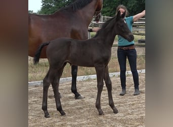 Hannoveraan, Hengst, 2 Jaar, 170 cm, Zwart