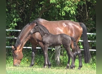 Hannoveraan, Hengst, 2 Jaar, 170 cm, Zwart