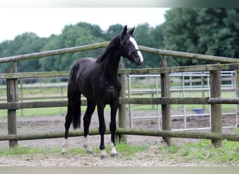 Hannoveraan, Hengst, 2 Jaar, 170 cm, Zwart