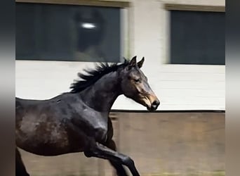 Hannoveraan, Hengst, 2 Jaar, 172 cm, Bruin