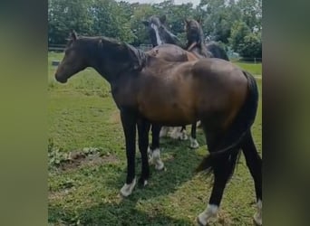 Hannoveraan, Hengst, 2 Jaar, 172 cm, Donkerbruin