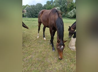 Hannoveraan, Hengst, 2 Jaar, 172 cm, Donkerbruin