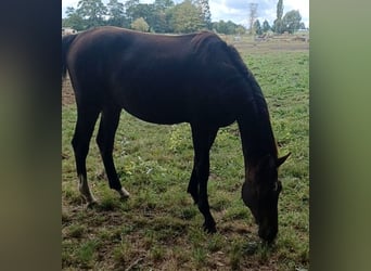 Hannoveraan, Hengst, 2 Jaar, 172 cm, Donkerbruin