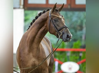 Hannoveraan, Hengst, 2 Jaar, 172 cm, Donkere-vos