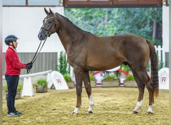 Hannoveraan, Hengst, 2 Jaar, 172 cm, Donkere-vos