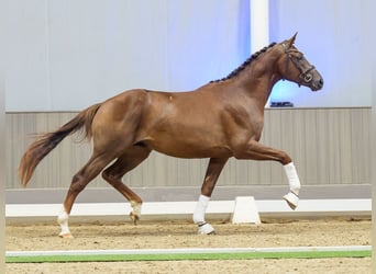 Hannoveraan, Hengst, 2 Jaar, 172 cm, Donkere-vos
