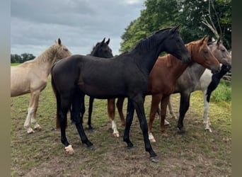 Hannoveraan, Hengst, 2 Jaar, 172 cm, Zwartbruin