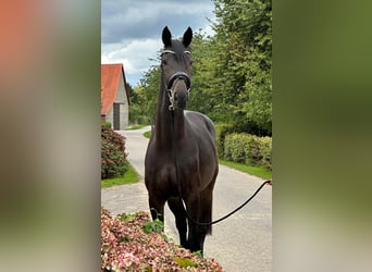 Hannoveraan, Hengst, 2 Jaar, 172 cm, Zwartbruin