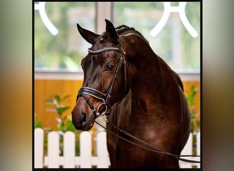 Hannoveraan, Hengst, 2 Jaar, 173 cm, Donkerbruin
