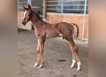 Hannoveraan, Hengst, 2 Jaar, 173 cm, Donkere-vos