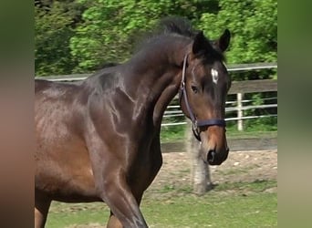 Hannoveraan, Hengst, 2 Jaar, 174 cm, Brauner