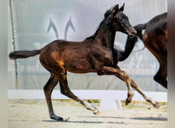 Hannoveraan, Hengst, 2 Jaar, 174 cm, Zwartbruin