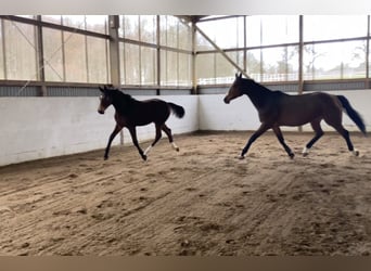 Hannoveraan, Hengst, 2 Jaar, 175 cm, Bruin